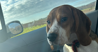 léa pet sitter à CHAVANNE 70400_0