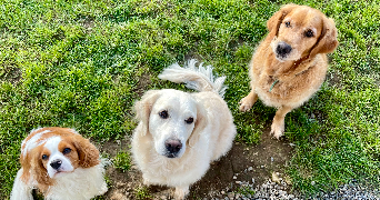 syrine pet sitter à ROSPORDEN 29140_1