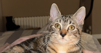 manon pet sitter à La roussiere mesnil en ouche 27270_5