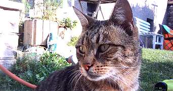 charly pet sitter à ALBERTVILLE 73200_5