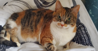 oana pet sitter à FONTENAY SOUS BOIS 94120_2