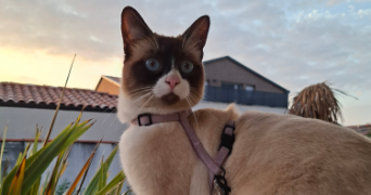 olivia pet sitter à BRUGUIERES 31150_3