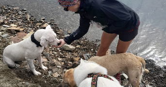 elodie pet sitter à SALIES DE BEARN 64270_3