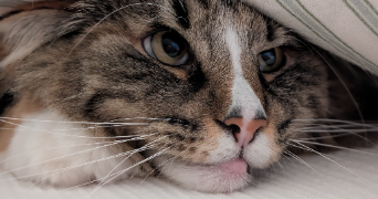 berenice pet sitter à BASSY 74910_0