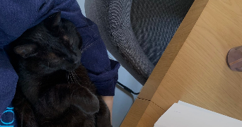 lou pet sitter à ASNIERES SUR SEINE 92600_1