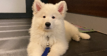 margaux pet sitter à Rouen 76000_4