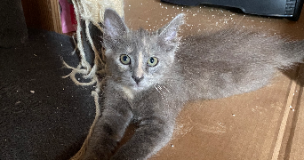 julianne pet sitter à NOMDIEU 47600_2