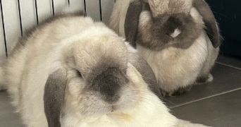 léa pet sitter à MONTPELLIER 34000_1