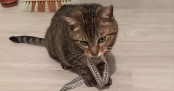 angelina pet sitter à LAMBERSART 59130_5