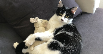orlane pet sitter à BEGLES 33130_2