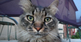 hubert pet sitter à VEZIN LE COQUET 35132_2