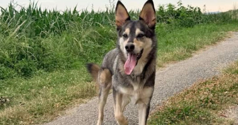 marie pet sitter à CHATEAUNEUF DE GALAURE 26330_5