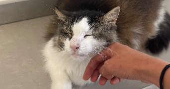 marion pet sitter à Nice 06000_2