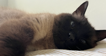 agathe pet sitter à MAISONS LAFFITTE 78600_5