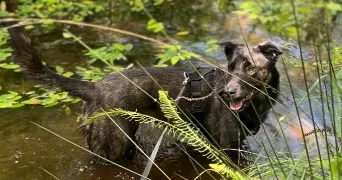 maylis pet sitter à DAX 40100