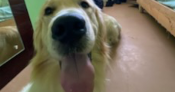 soline pet sitter à Lannion 22300_13