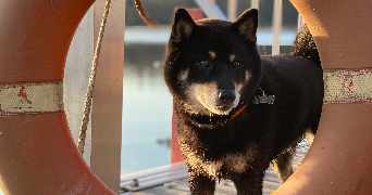 karine dog sitter à BOULOGNE BILLANCOURT 92100_5