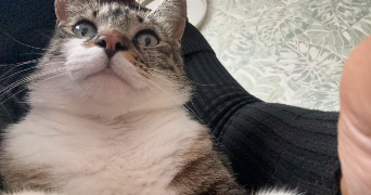angel pet sitter à FONTENAY LE COMTE 85200_1