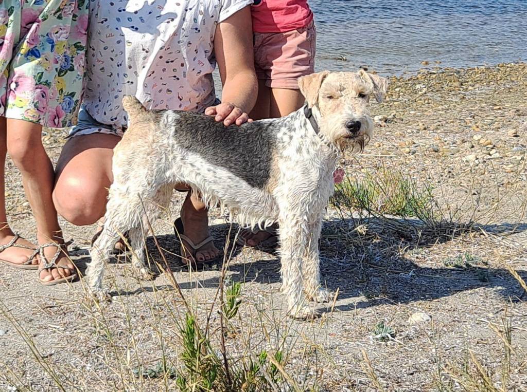 Audrey pet sitter à Belvèze-du-Razès 11240