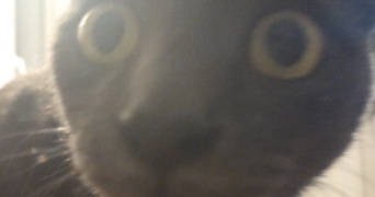 mélanie pet sitter à LEVALLOIS PERRET 92300_5