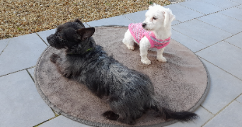 sylvia pet sitter à LIGRON 72270_4
