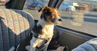 sophie pet sitter à GISORS 27140_1