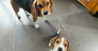 thomas pet sitter à PARIS 13 75013_2