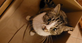 maxime pet sitter à NANTES 44000_4