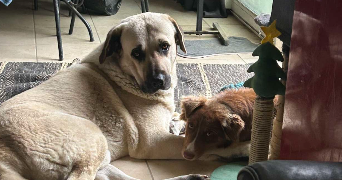 melis pet sitter à FONBEAUZARD 31140_2