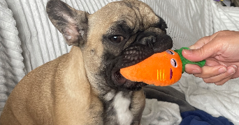 laura pet sitter à CHAMPIGNY SUR MARNE 94500_2