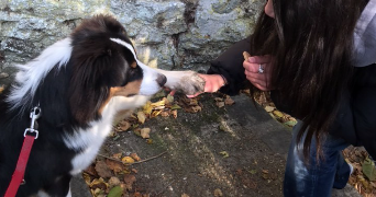 maya pet sitter à GARANCIERES 78890_2