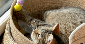 grétha cat sitter à MORDELLES 35310_9