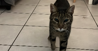 emanuel pet sitter à ST ETIENNE 42000_4