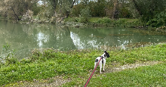 justin pet sitter à BETHUNE 62400_8