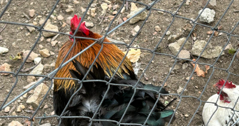 nora pet sitter à COMMENTRY 03600_4