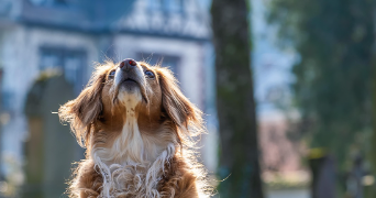 chloé pet sitter à VILLEBAROU 41000_0