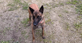 léa pet sitter à Clermont 60600_2