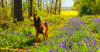 cecile pet sitter à OSNY 95520_1