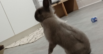 maelys pet sitter à ST MALO DU BOIS 85590_1