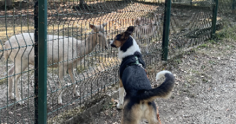 gabriel dog sitter à ST MALO 35400_5