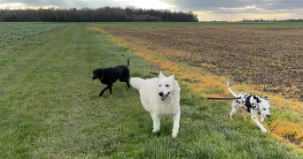 adeline pet sitter à CEAUX EN LOUDUN 86200_4