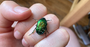 colyne pet sitter à LYON 03 69003_5