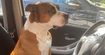 jessy pet sitter à EPAGNY METZ TESSY 74330_1