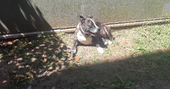 sarah pet sitter à NANTES 44000_3