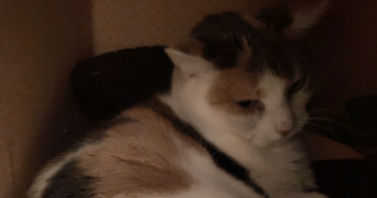 lina pet sitter à BLANQUEFORT 33290_0