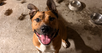 marie pet sitter à CONQUES SUR ORBIEL 11600_9