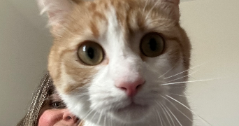 carole pet sitter à ST MARS D OUTILLE 72220_2