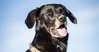 marie pet sitter à PREVESSIN MOENS 01280_1