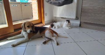 manon pet sitter à NIMES 30000_2