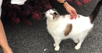 maïlys pet sitter à OLORON STE MARIE 64400_2